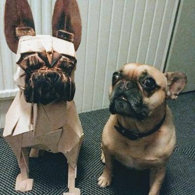 Franse bulldog