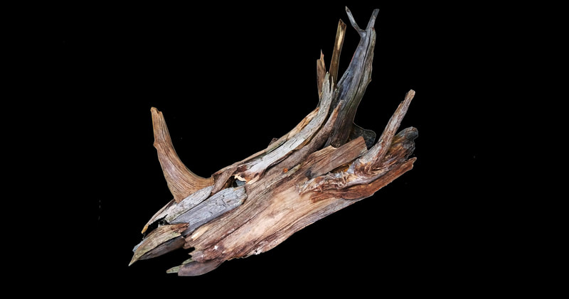 Styracosaurus
